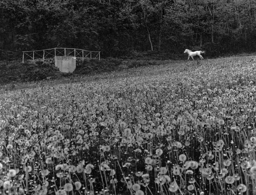 Cavallo bianco e SOLO